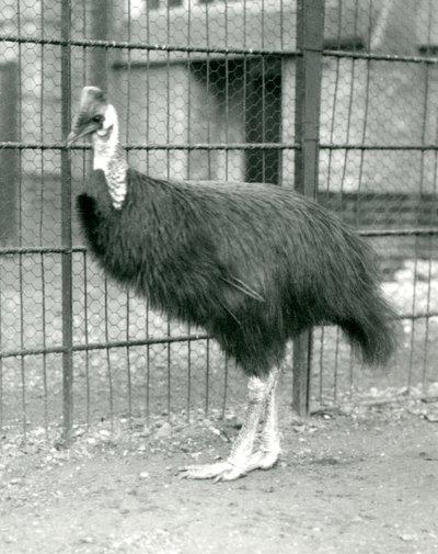 Ein nördlicher Kasuar im Londoner Zoo, Oktober 1914 von Frederick William Bond